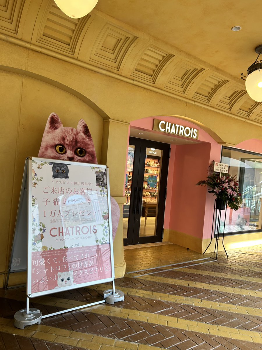 chatrois's tweet photo. 【本日OPEN！】イクスピアリ3Fにシャトロワがオープンしました🎉
新商品12種類の子猫クッキーをお買い求め頂けます！
🎁オープン記念
ご来店＆LINE友だち登録で子猫クッキー1枚プレゼント（12/19〜3/31）
子猫たちと一緒にみなさまのご来店お待ちしております🐾 https://t.co/ghyQxZZmGJ