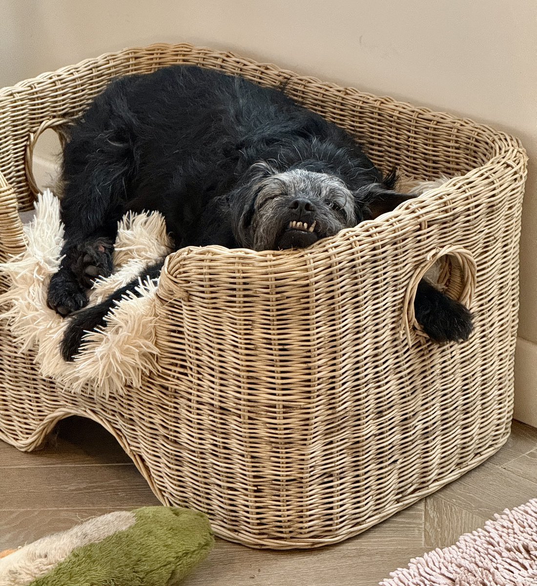 Can’t be arsed to wait for Christmas any longer 🎄🐾❤️