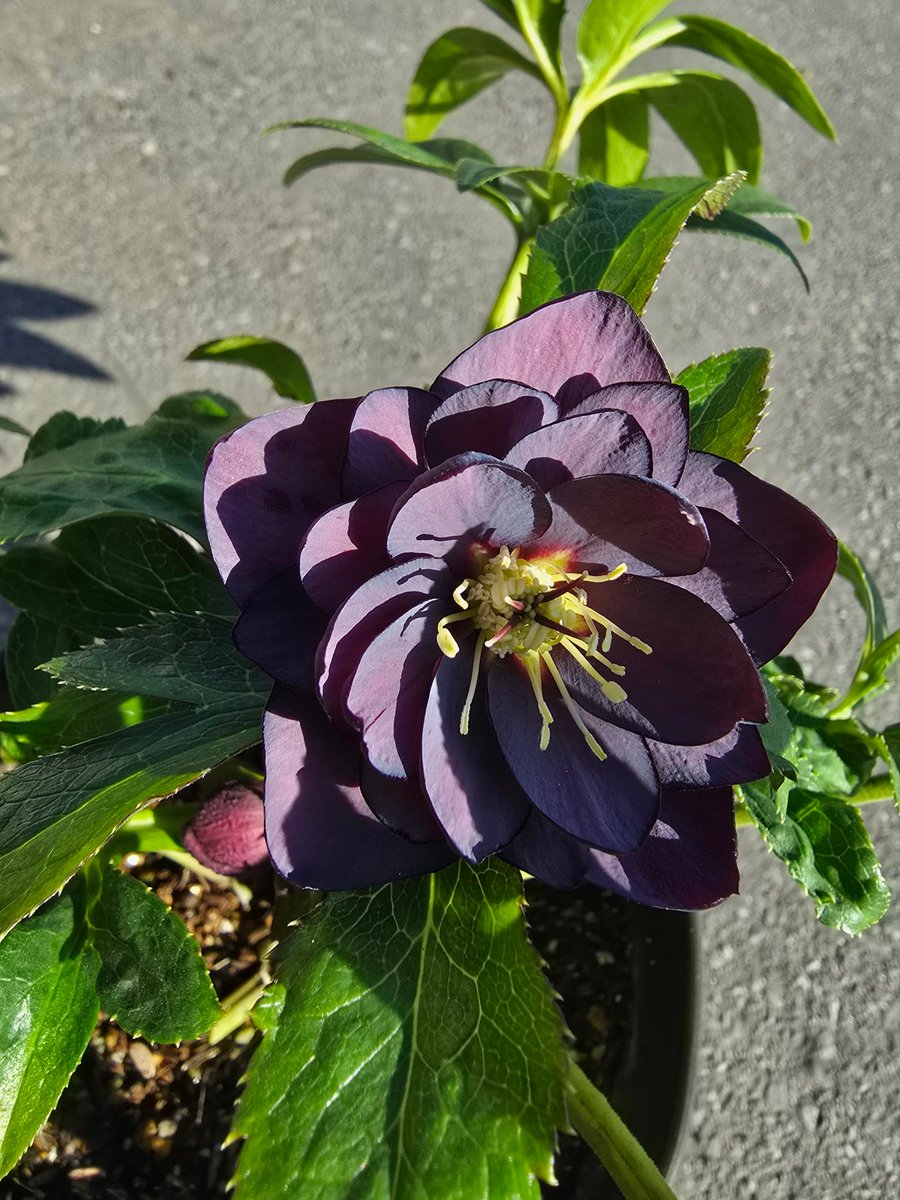 門外不出　クリスマスローズ　苗　ダーククレオパトラ　八咫烏　サニービー　ゴールド 門外不出 クリスマスローズ 苗 ダーククレオパトラ 八咫烏 サニービー