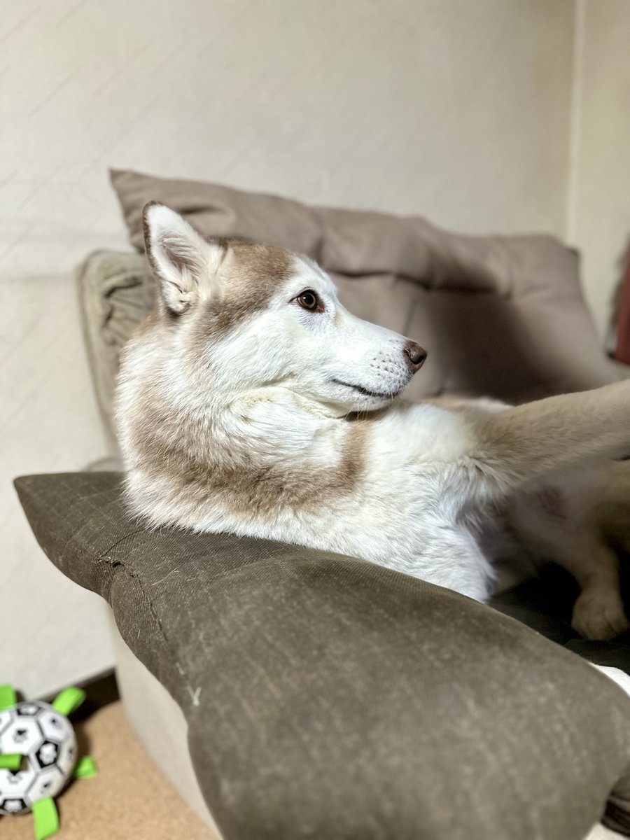 ®️様確認ハスキー　ラブラドール　龍 様確認ハスキーラブラドール龍