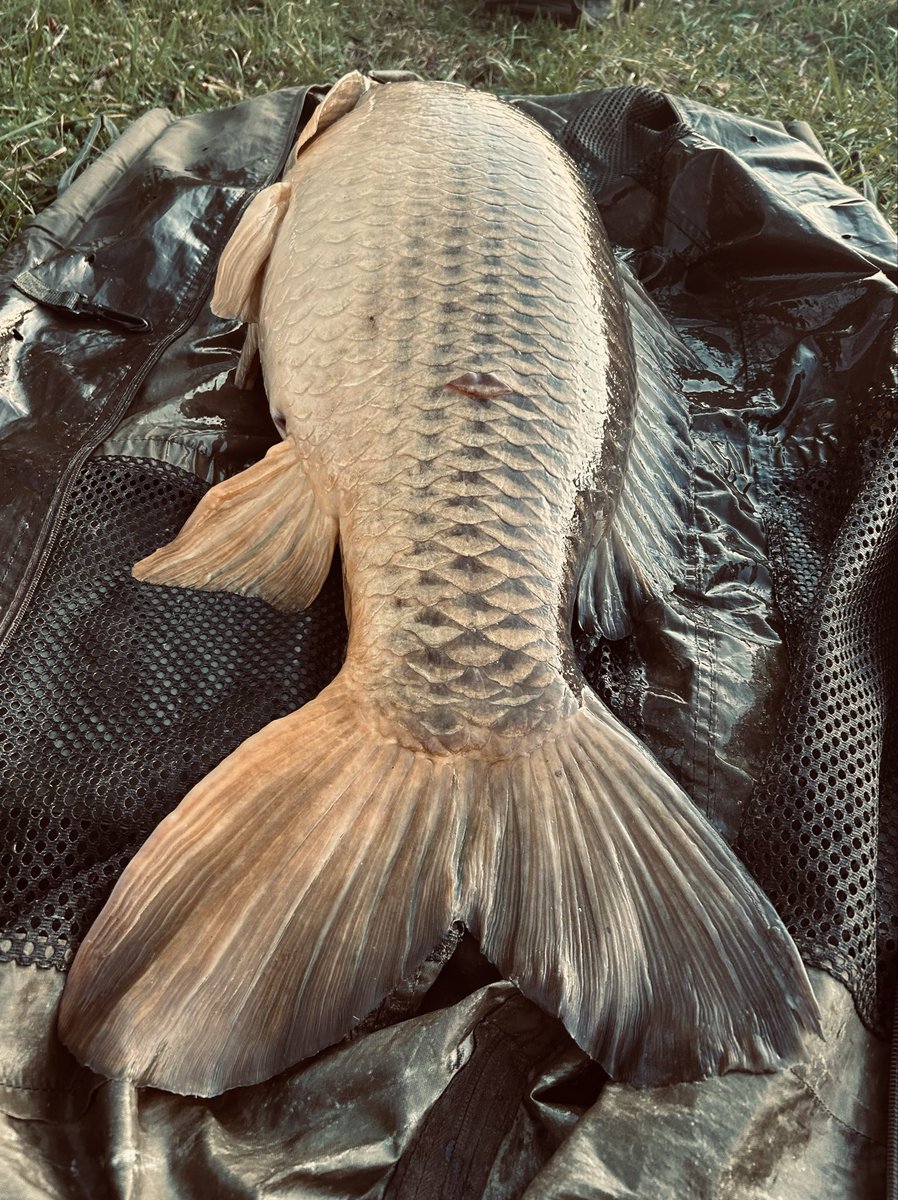 Long lean river machine 🐳💨💨💨💨💨
#bigladinfrance 
#bigcarpculture