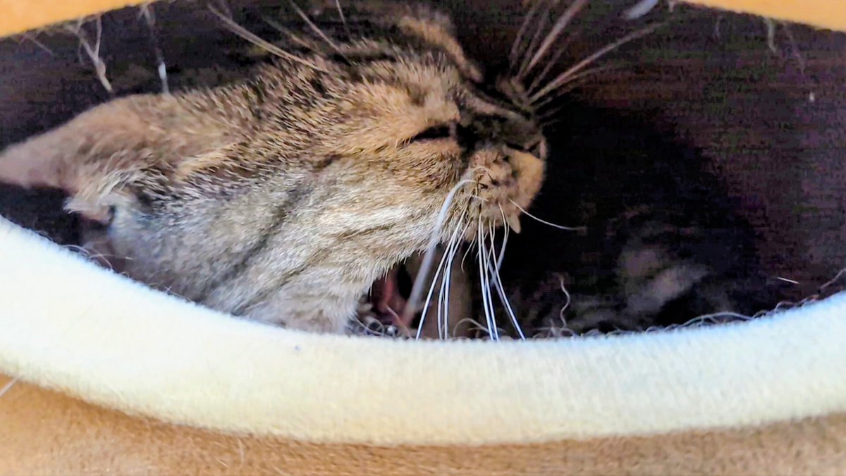 ねこさん⚡(ΦωΦ) (@catnap707) / Posts / X