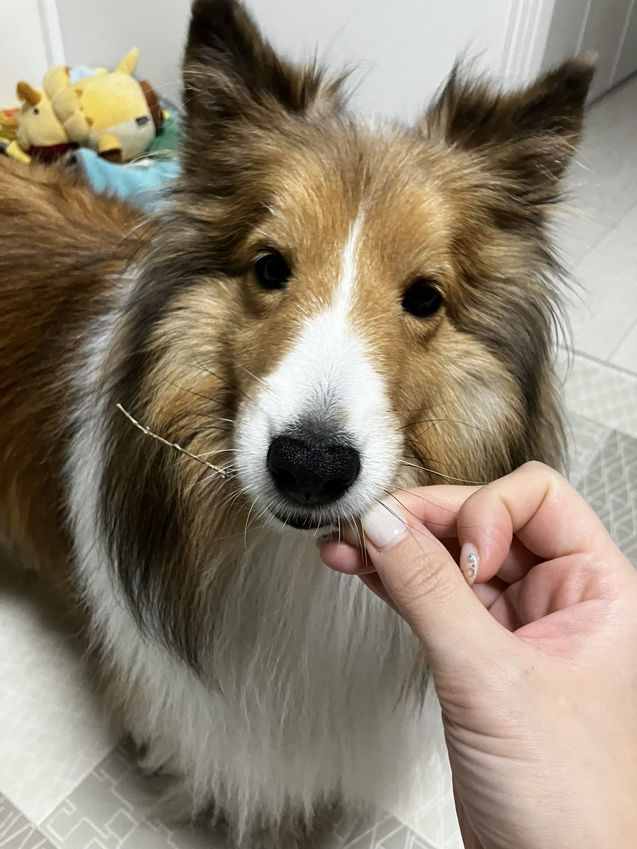 母に散歩をお願いした日は必ずと言っていいほど、家の中に枝やらひっつき虫やらが落ちてます