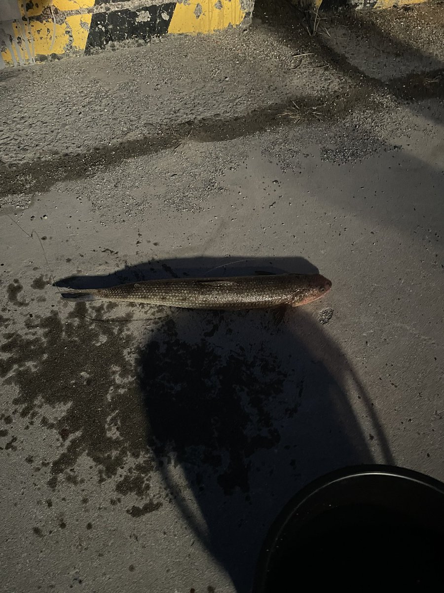 なんか先輩がデッカイの釣った！