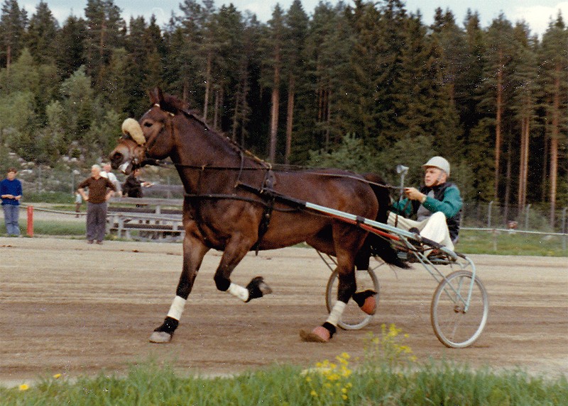 I kväll startar Clas-Göran Strids Lapp Love på Bergsåker. 15-årige Lapp Love gör sin 208:e start och väntar ännu på sin första seger. Därmed kommer han att radera ut stoet Orringstösens (född 1962) rekord från 1972. 
Men då ska man också tänka på att Folke &amp; Lennart Blomströms