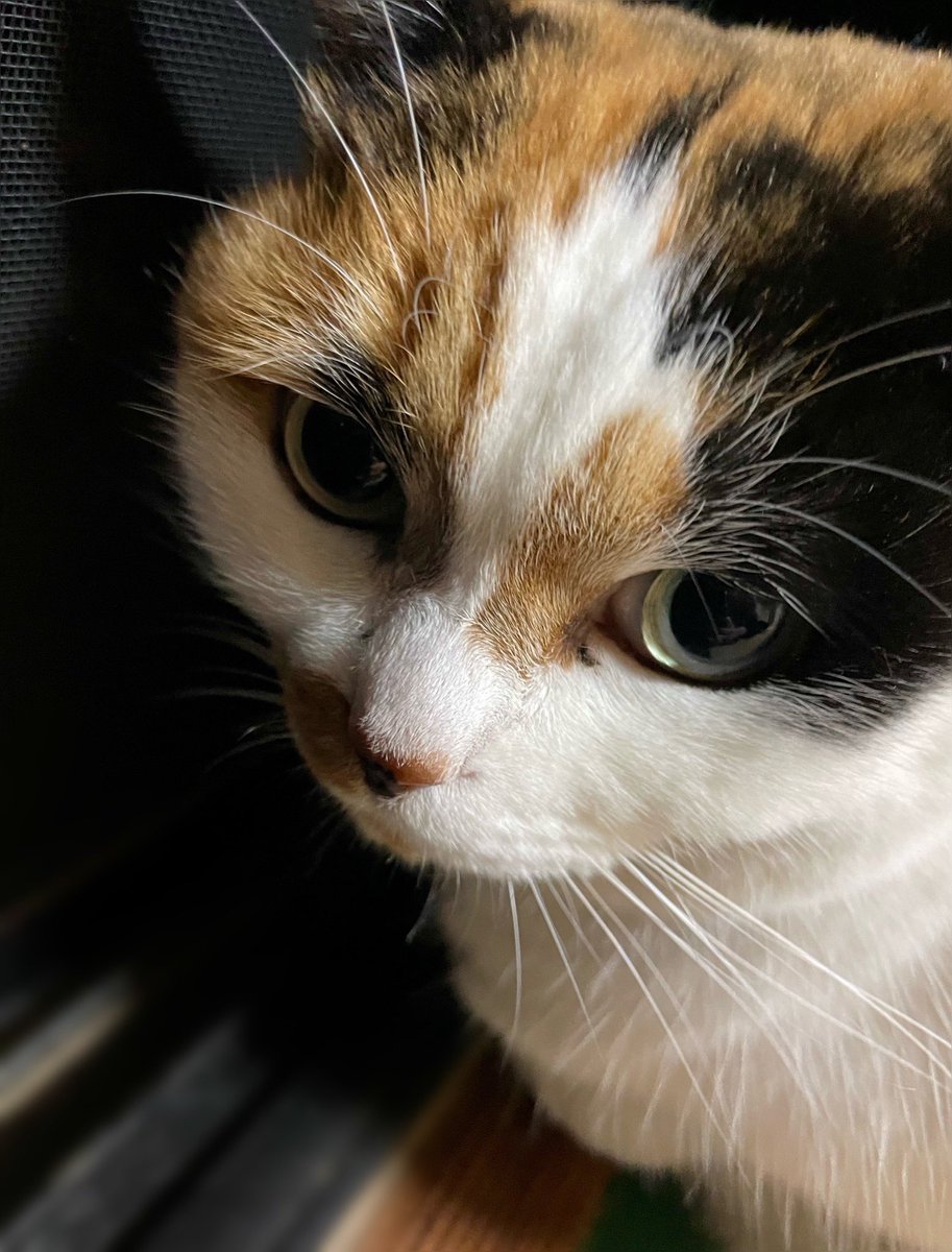 にゃんころもち (@sakura_nyancolo) / Posts / X