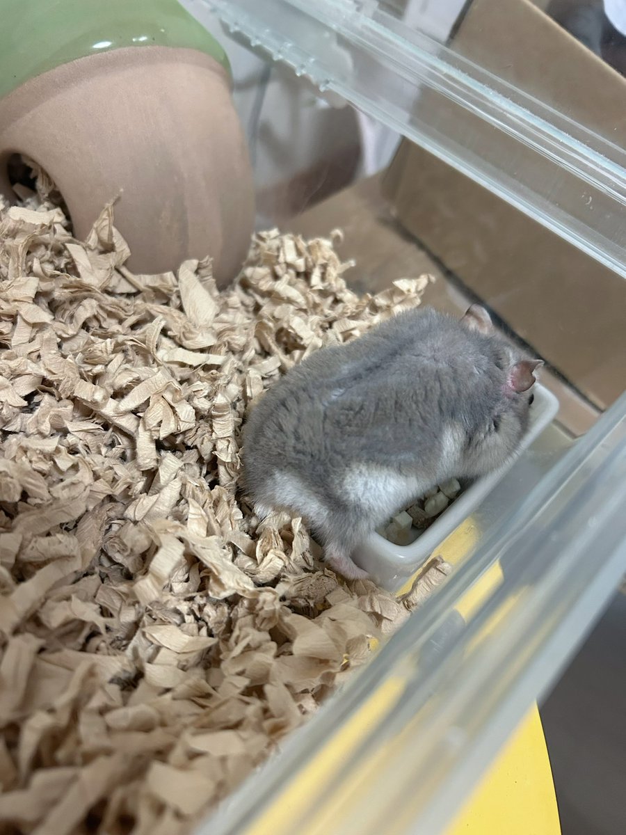 床材交換後のご飯☺️おいしいね😊