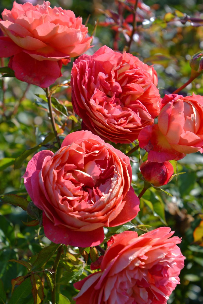 バラの家 公式本店 Rosa Orientis (@rosa_orientis) / Posts / X