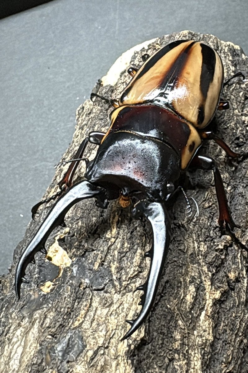 𝑰𝑲𝑬 (@1171yuuki) / Posts / X