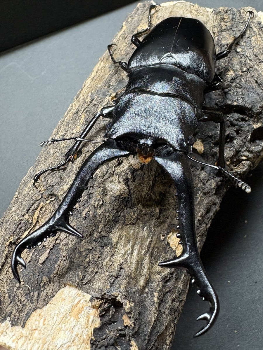 ⭐︎カメ⭐︎ Amazon | [BANDAI] [バンダイ] 仮面ライダーガッチャード DXレジェンド