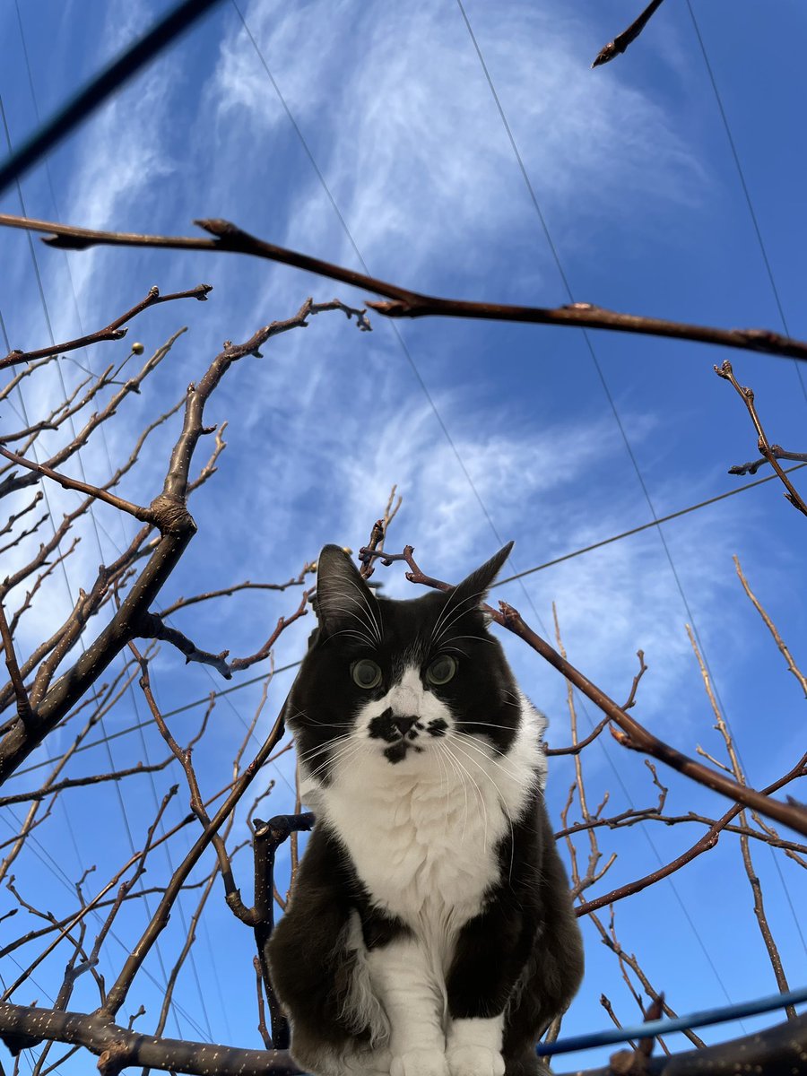 らいおん丸 (@lionmaru_046) / Posts / X