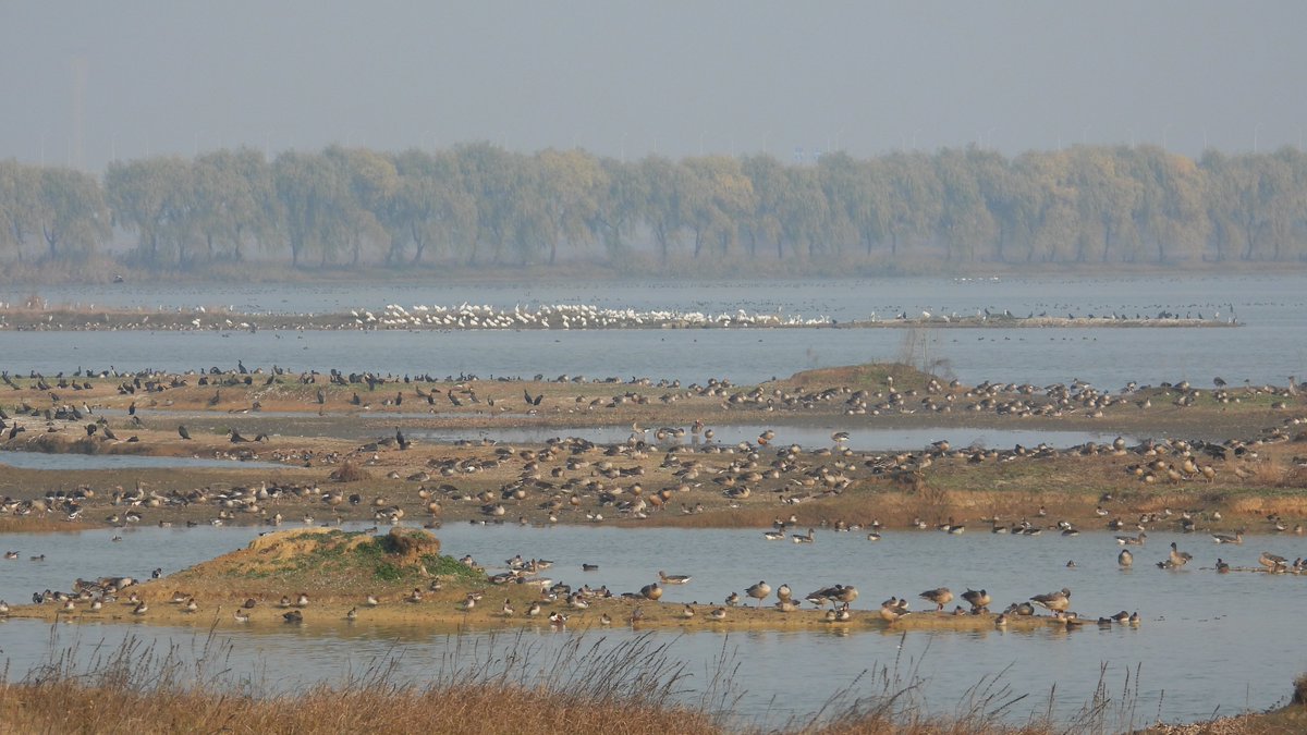 Shan Shui Conservation Center tweet media