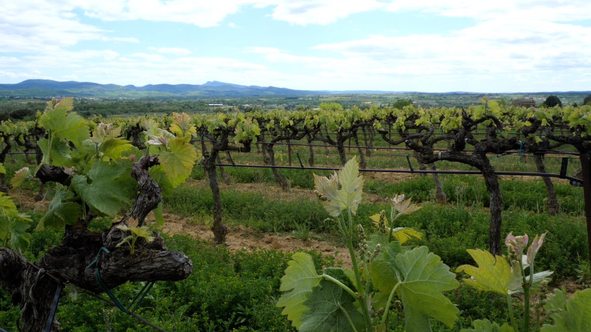 ECOMNEWS tweet media