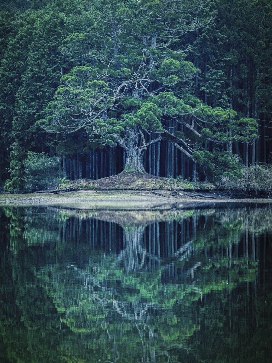 3m1ek's tweet image. 滋賀にある一本杉の幽玄