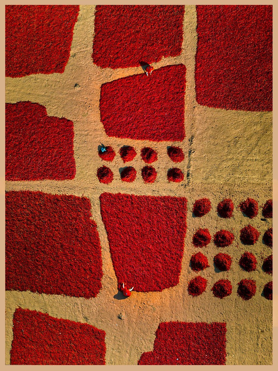 my_rajasthan's tweet photo. Fiery, aromatic, and deeply connected with the authentic cuisine, Red Chillies of Mathania, Jodhpur is Rajasthan’s iconic chilli, known for its rich colour, bold flavour, and authentic taste that defines local cuisine.
@tourismgoi #Mathania #Jodhpur  #MathaniaChillies

(1/2) https://t.co/eUrpaON6wi