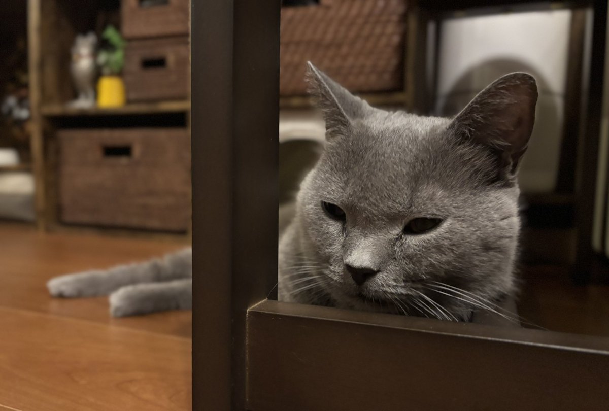 _yoshika_'s tweet photo. カメラを向けると
こちらを見てくれません🐈‍⬛

ルピシアのおたより。
サンプル12月号が遅れて到着
1月号とほぼ同じ頃に届きました🫖
こんなに遅くなる事は初めて！
美味しく頂きますね🫖 https://t.co/jaA12tLSuC