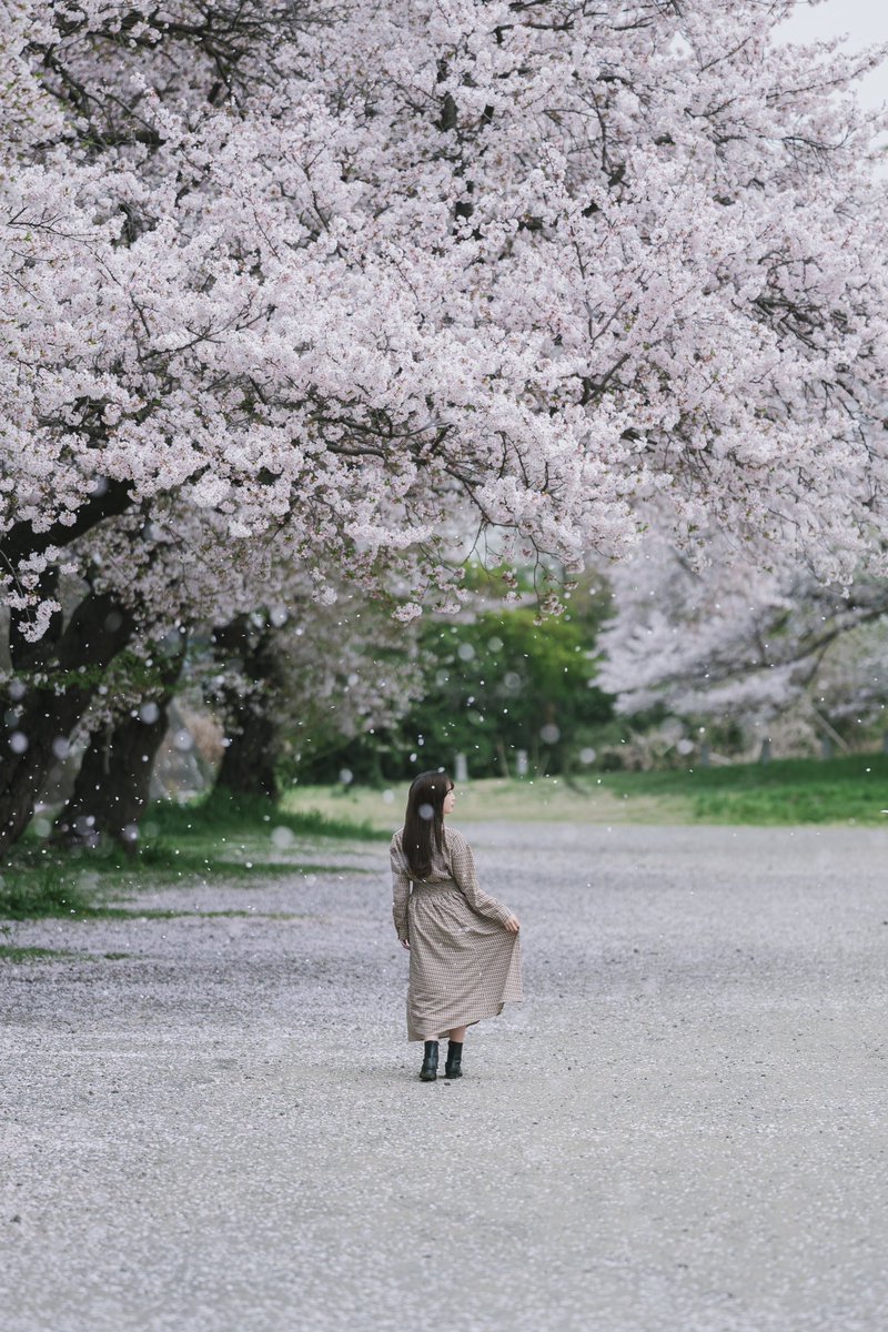 miyamae_photo's tweet image. #このタグを見た人は黙って桜をはる