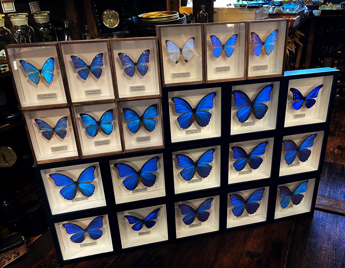 モルフォ蝶の標本🦋