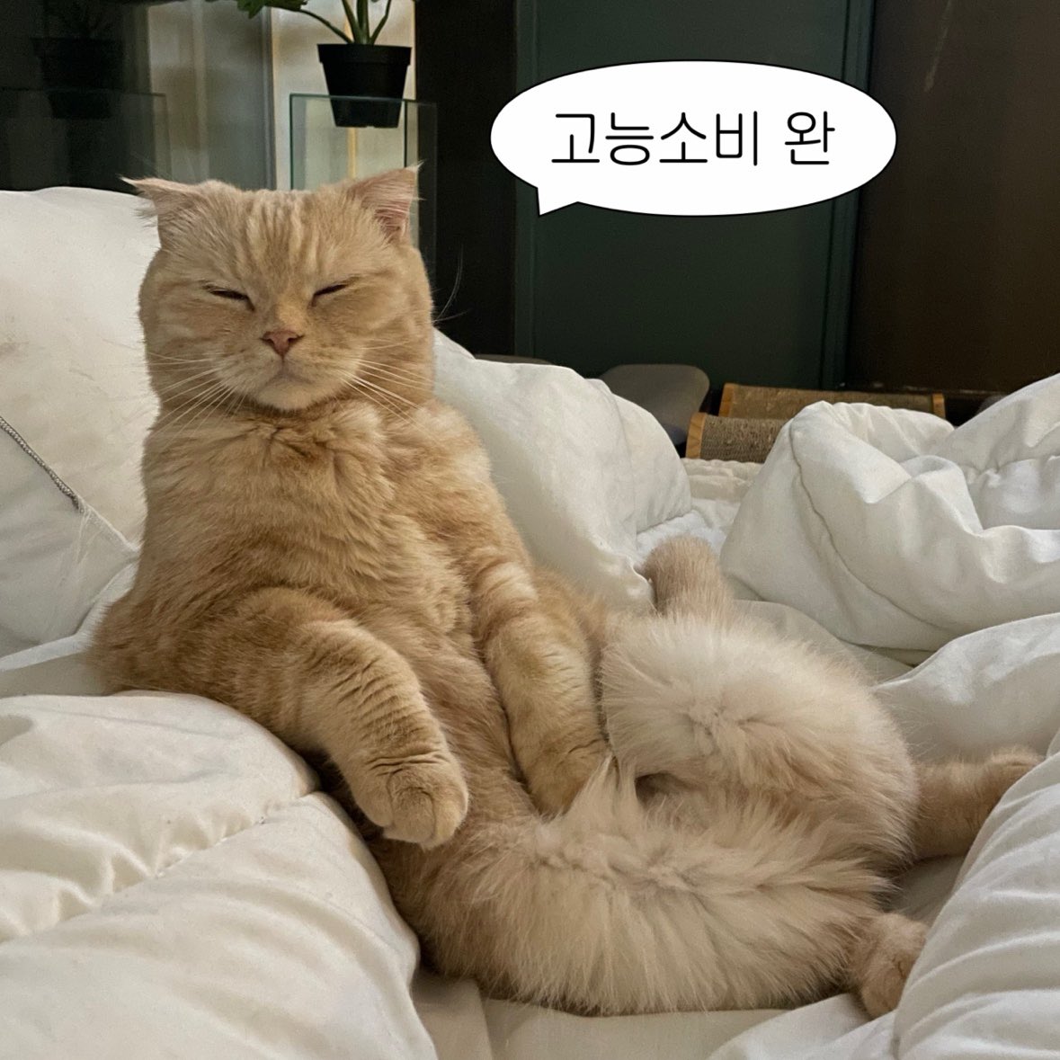 caesimH's tweet image. 리디 마크다운 이벤트가 시작됐네요! 독자분들 카트 많이 채우셨나요? 저는 아직 담는 중입니다ㅎㅎ
저는 아래 작품들로 참여합니다. 참고해주세요~

(출간 순)
📝디어, 린데
⛈️천둥구름 비바람
🩰라 발스
🌃디스 매직 모먼트
😈크데크 : 울어라 마왕
💬인간성
🍏네 뺨에서 사과 향기가 나
🕺아이돌…