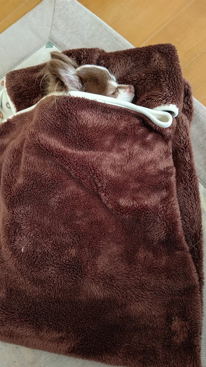 ゆ♡さま　ご相談ページ（持てるよくまさんセミオーダー） クマじいさん (@3UX7LKEdlvRVTTK) / Posts / X