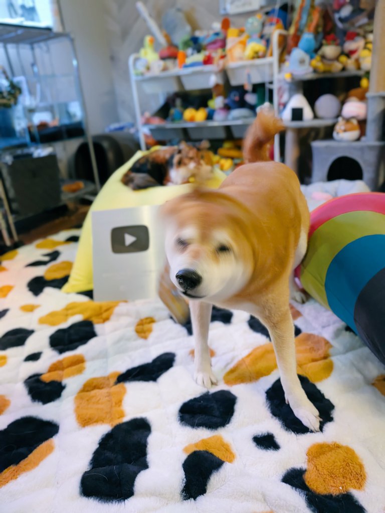 Shi-Ba【シーバ】＋犬びより (@ShiBa2929) / Posts / X