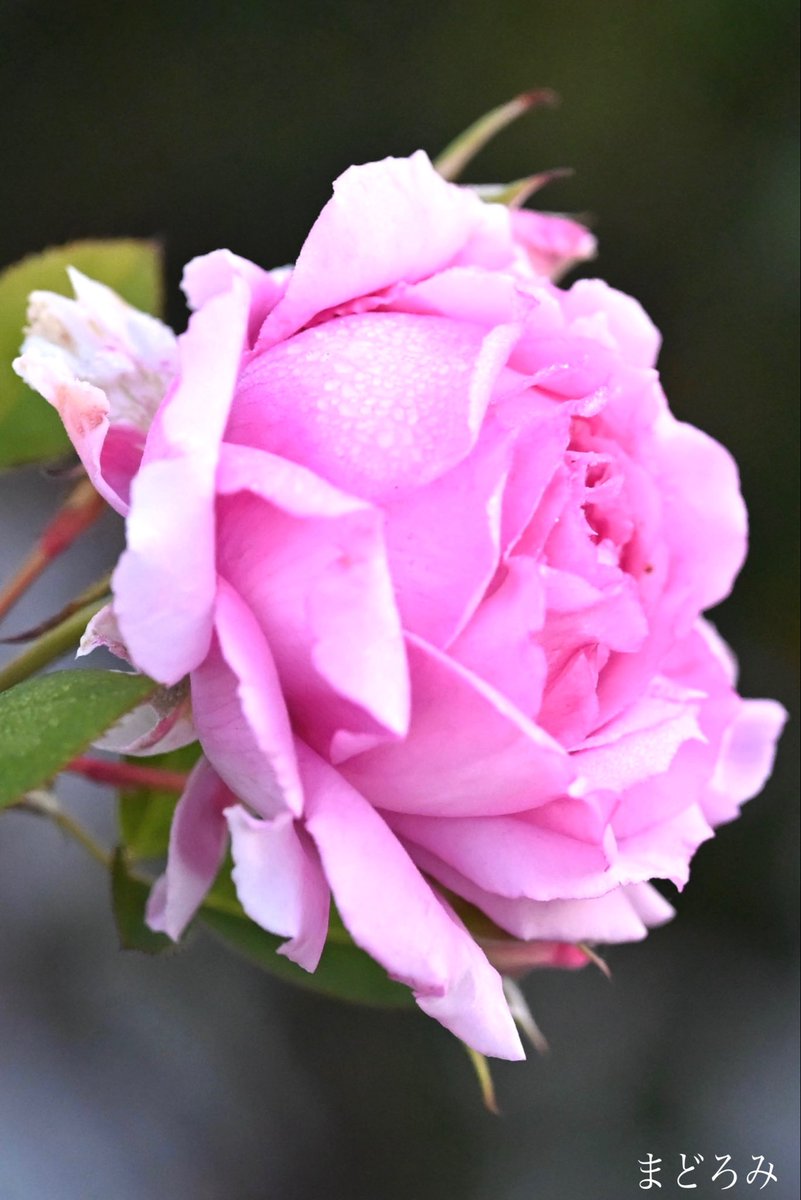 コメント者10/21 大30 ZX10R 2016-20 Fender Eliminator