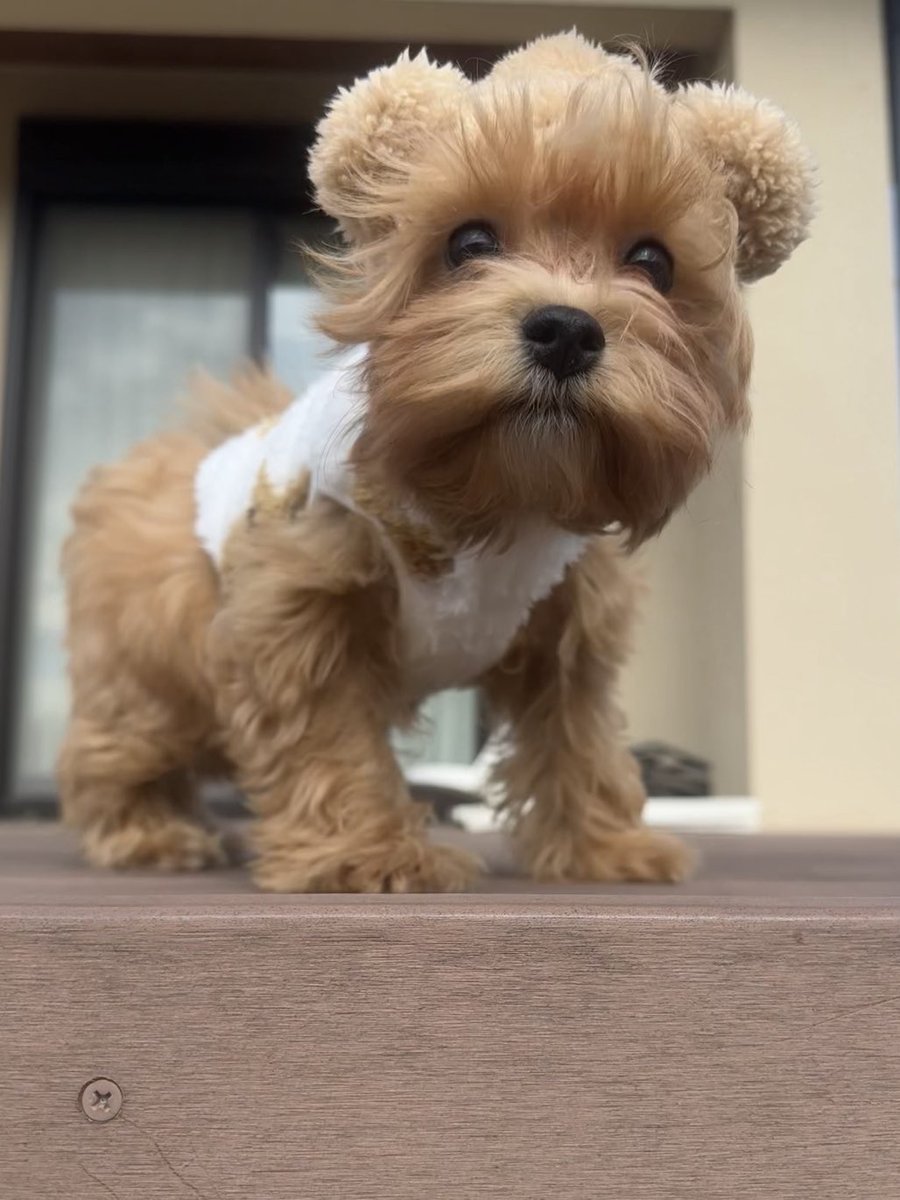 らっちゃんズ (@RawMeat_Lover) / Posts / X