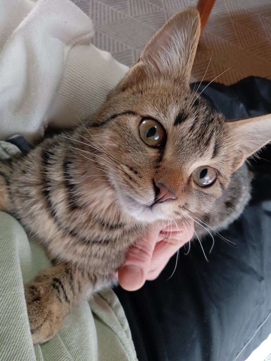 【RHH117様♡ご確認ページ】 ♥ー里親募集ー♥ 保護猫3匹全員 ウィルス検査終わりましたー！ エイズ