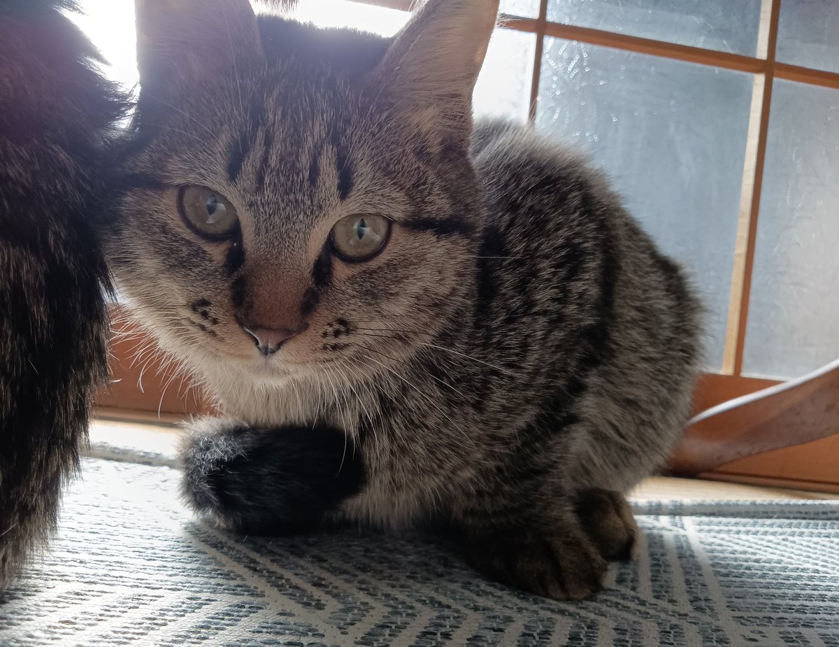 ♥ー里親募集ー♥ 保護猫3匹全員 ウィルス検査終わりましたー！ エイズ