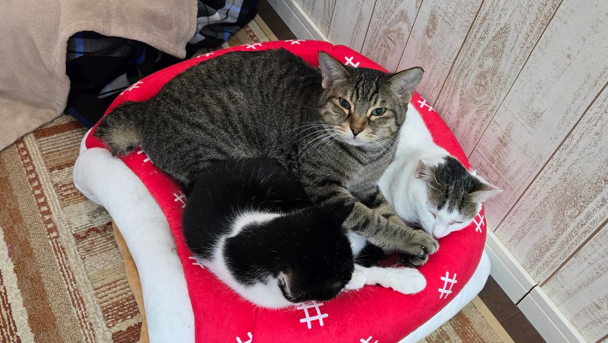 にゃん太郎 (@nyannyan__taro) / Posts / X