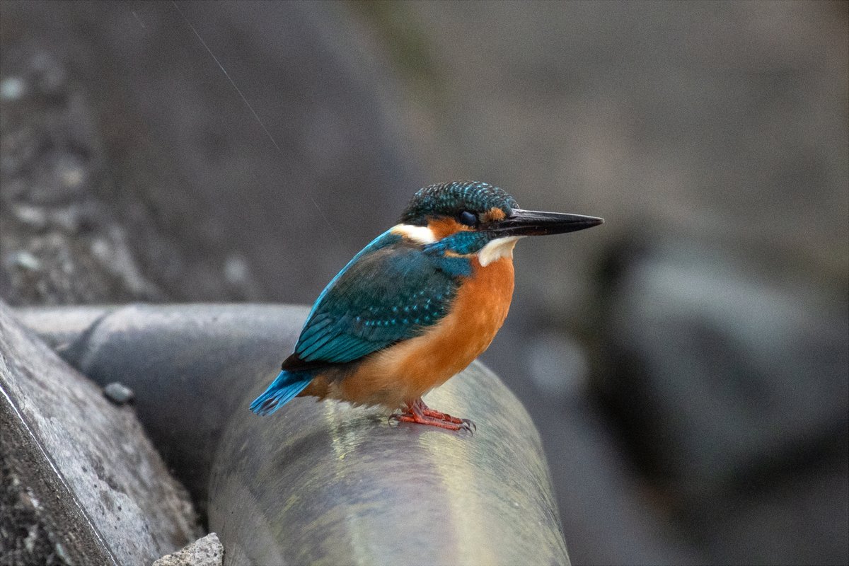 古伊万里　カワセミ 古伊万里 カワセミ 古伊万里 カワセミ 古伊万里 カワセミ 【公式通販】