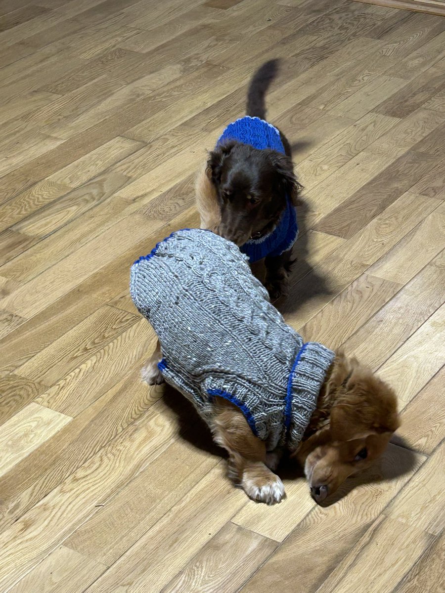 JaySeiden's tweet photo. 私の愛犬にも服を編んだのだけど、少し大きくてダブつく。
犬のbodyの採寸は難しいですね！
色々編んでみて、ピッタリなのを着せるしかないですわ。
結構手間がかかりますよ❤️

＊　このセーターは長男家の
　　フレンチブルドッグに
　　ピッタリでしたので
　　着てもらうことに
　　なりました　: https://t.co/VlrooadOFa