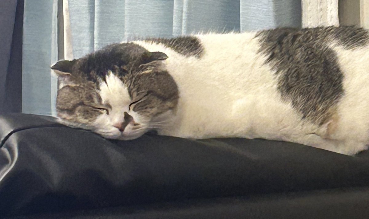 にゃと (@cat2_222) / Posts / X