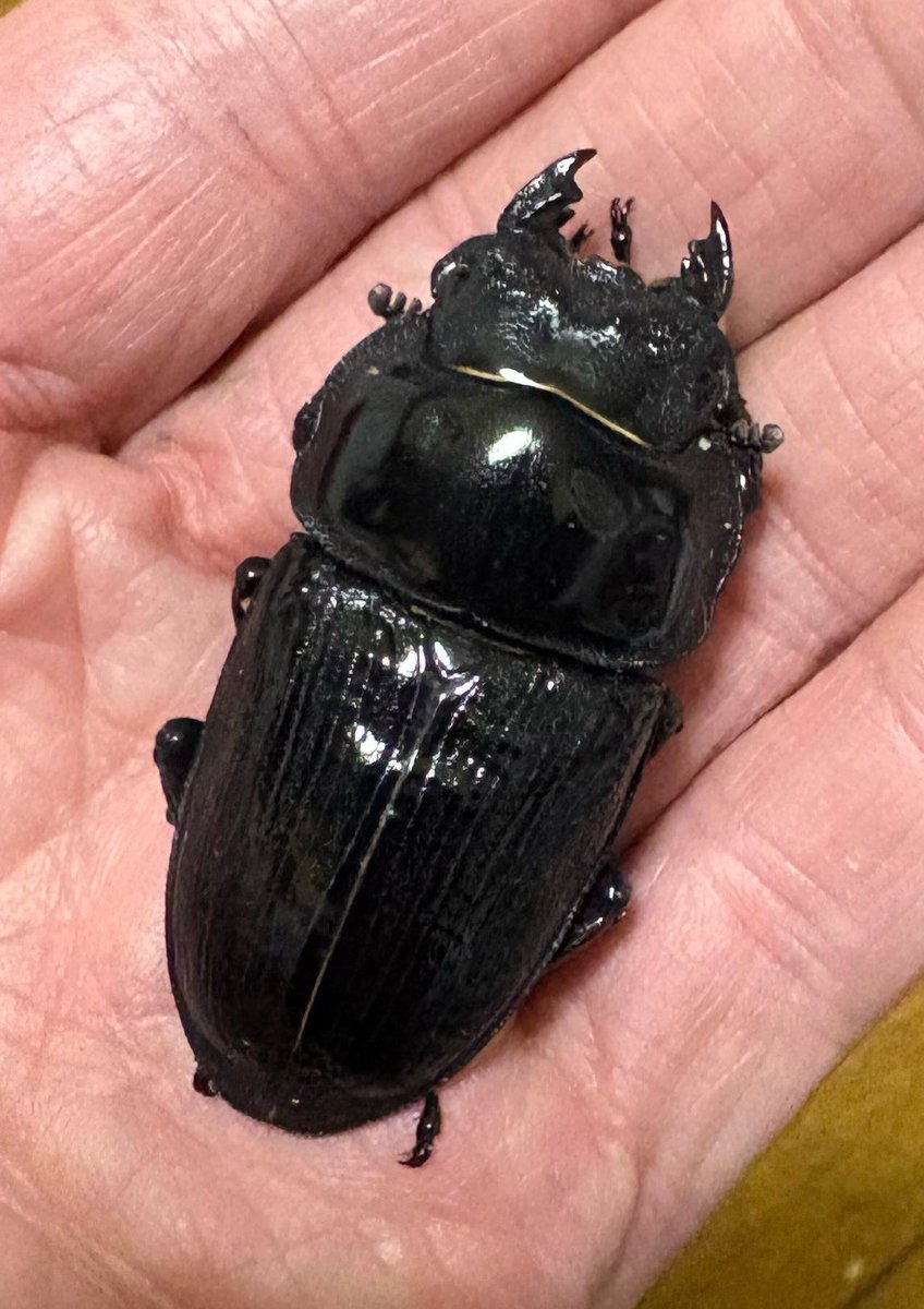 販売ポスト　すいません🙇
福建省ホペイ　ペアとアウトライン用♀計3頭です

①76-28.2-7.0
②48-14.6
     8.1BR G-03✖️yyii68炎駒SJ

③51-15.9
     8.1BR G-03✖️A
　
興味のある方はDMお待ちしております♪