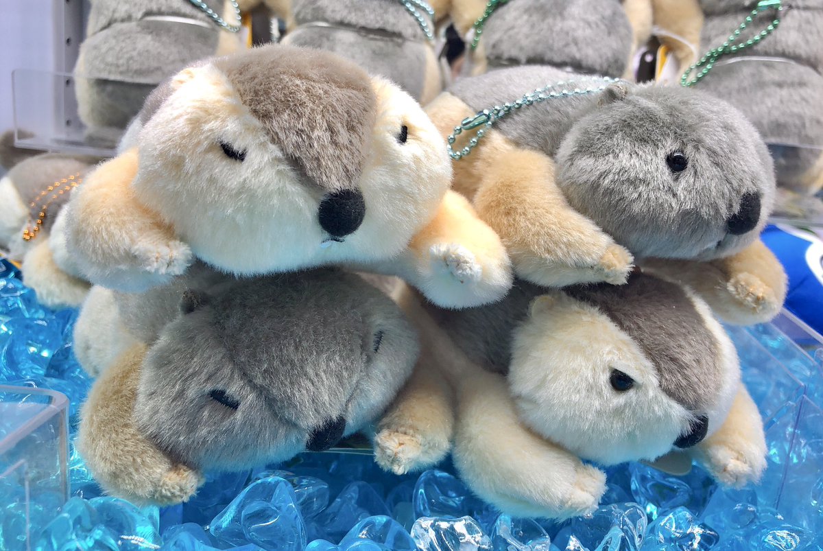 🌱☀️🌱新プライズ入荷情報🌱☀️🌱 『Dr.マーモットまもちおもプクの