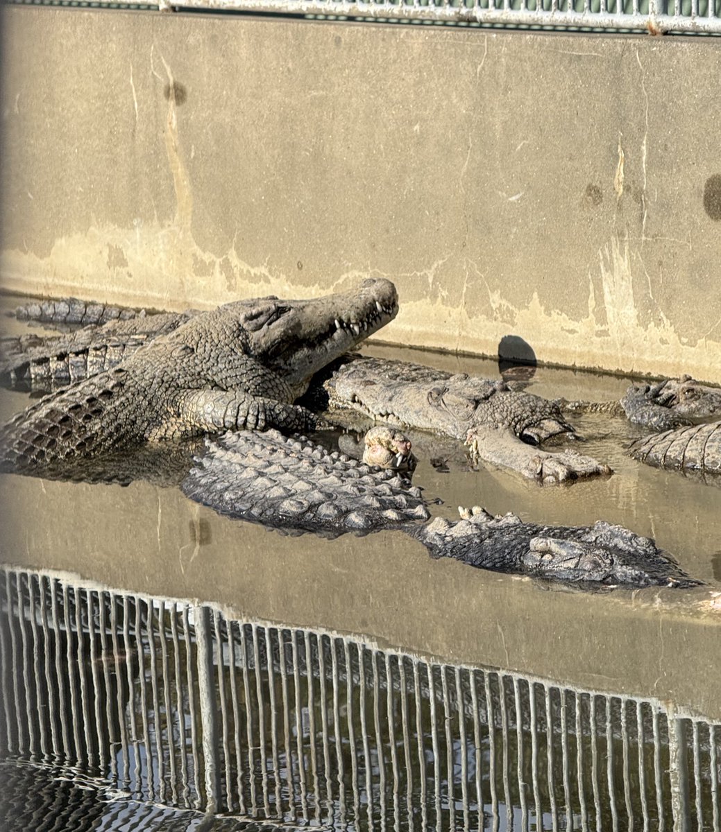 ワニ地獄‼️スニゲーターッ❗️ #地獄めぐり #キン肉マン