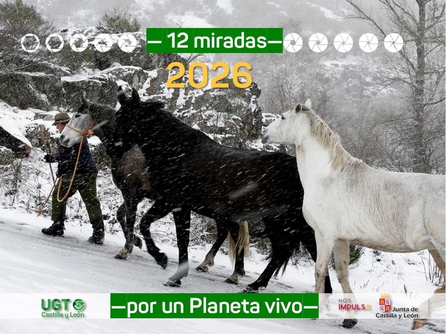 mambienteUGTCyL's tweet photo. 🔔Con nuestro calendario “𝟏𝟐 𝐦𝐢𝐫𝐚𝐝𝐚𝐬 𝐩𝐨𝐫 𝐮𝐧 🌍𝐯𝐢𝐯𝐨” en 2026 pretendemos seguir apostando por la concienciación para afrontar la #CrisisSocioEcológica y defender el #EmpleoVerde con justicia social. ¡Felices fiestas!🥳🎉
👉https://t.co/1tIBPPieHb
#UGTenVERDE💚 https://t.co/X8ZM2NsLCF