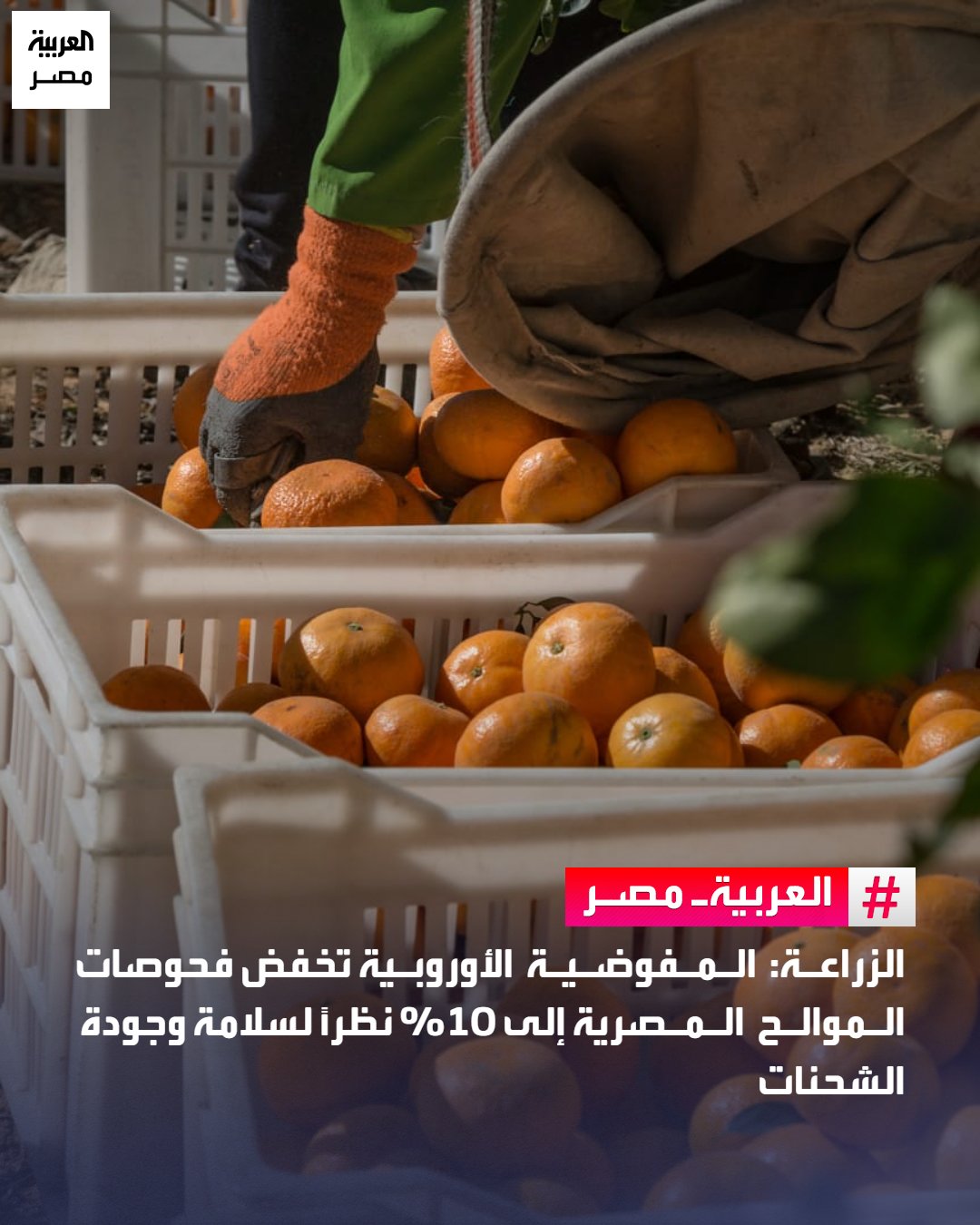 قررت المفوضية الأوروبية تخفيض نسب الفحوصات الإضافية المفروضة على شحنات الموالح المصرية المصدرة إلى دول الاتحاد الأوروبي لتصبح 10% بدلًا من 20%، حسبما أعلن علاء فاروق، وزير الزراعة واستصلاح الأراضي في بيان. يأتي ذلك بعد استعراض المنظومة الرقابية الجديدة التي طبقها الحجر الزراعي المصري، والتي أدت إلى طفرة في جودة وسلامة الشحنات، مما دفع الجانب الأوروبي لإقرار التخفيض الثاني على التوالي خلال عام واحد، وفقًا لتقرير الإدارة المركزية للحجر الزراعي. _مصر 