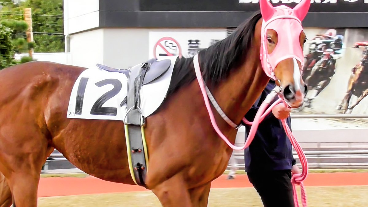 カトリーヌ様ご購入決まりました♡ カトリーヌン (@Buddleja_suki2) / Posts / X