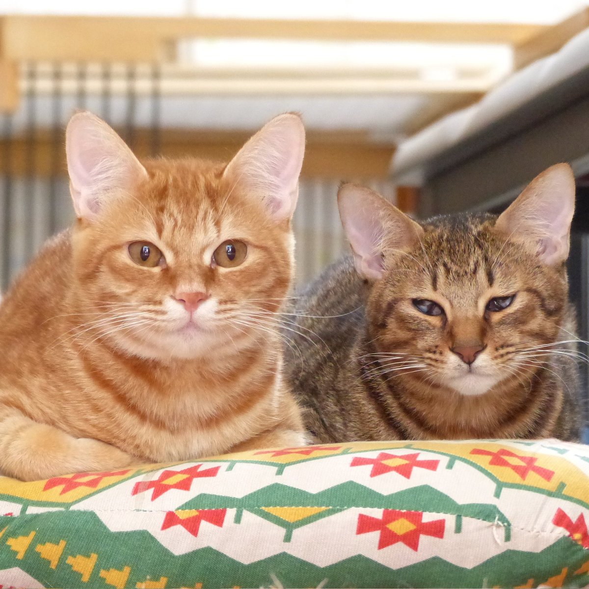 tomomi (@_tomomi) / Posts / X