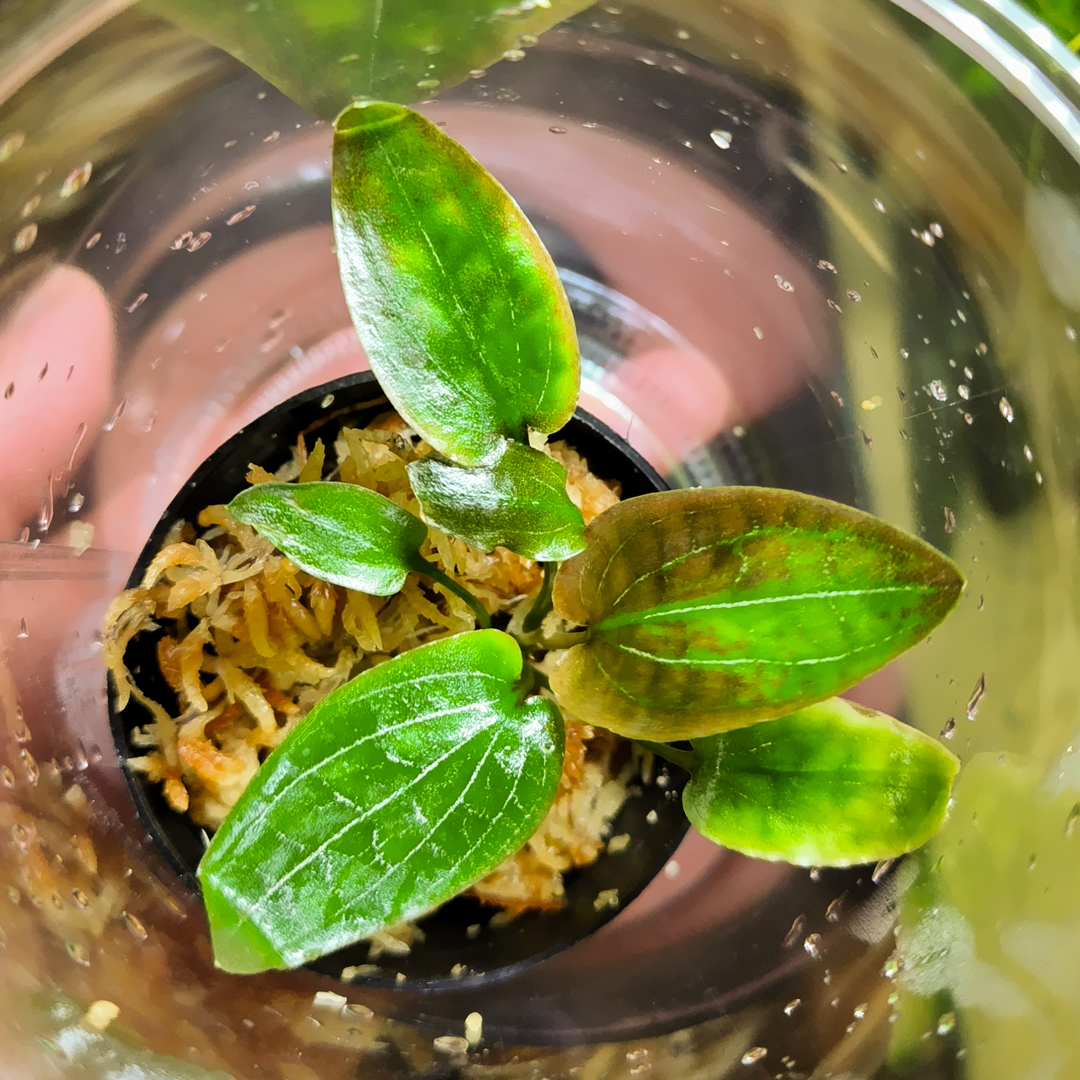 ホマロメナ激レア2種今日の20時まで！ ホマロメナ激レア2種明後日まで！