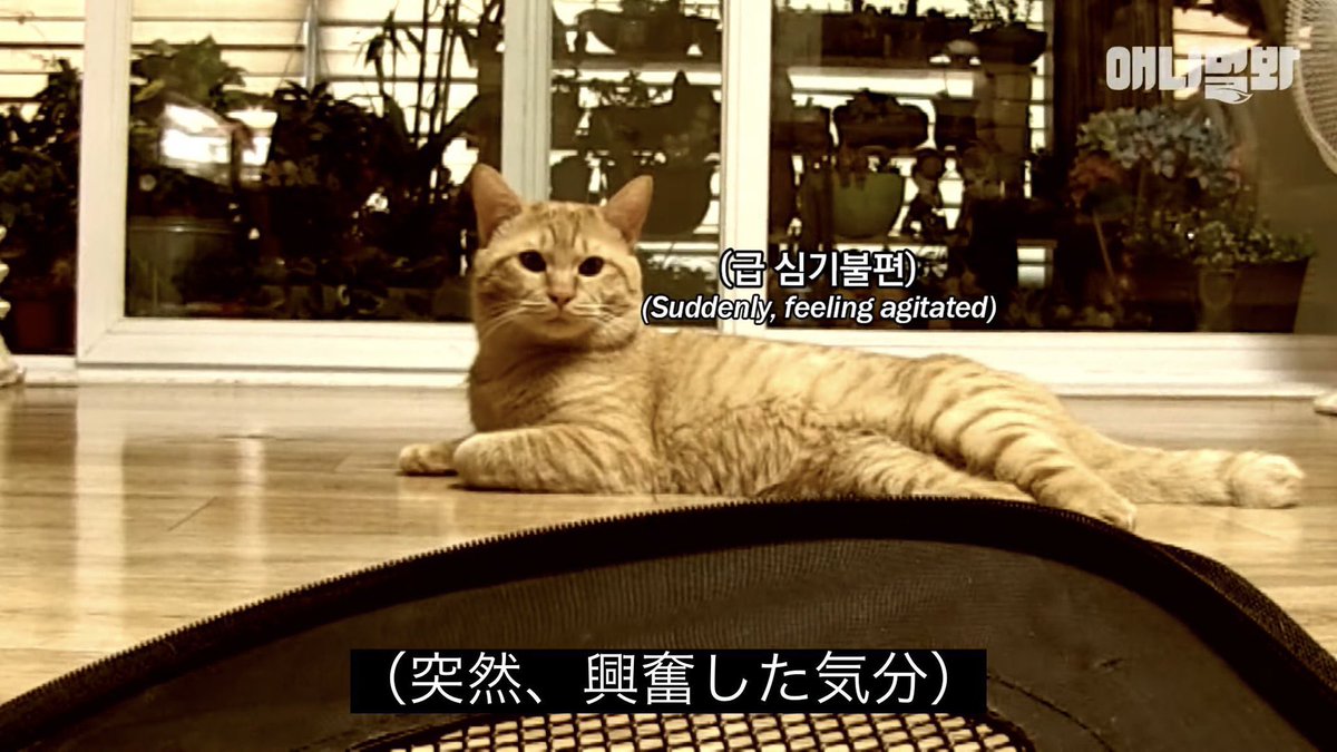 Post by 鱰 on X: 11号強化