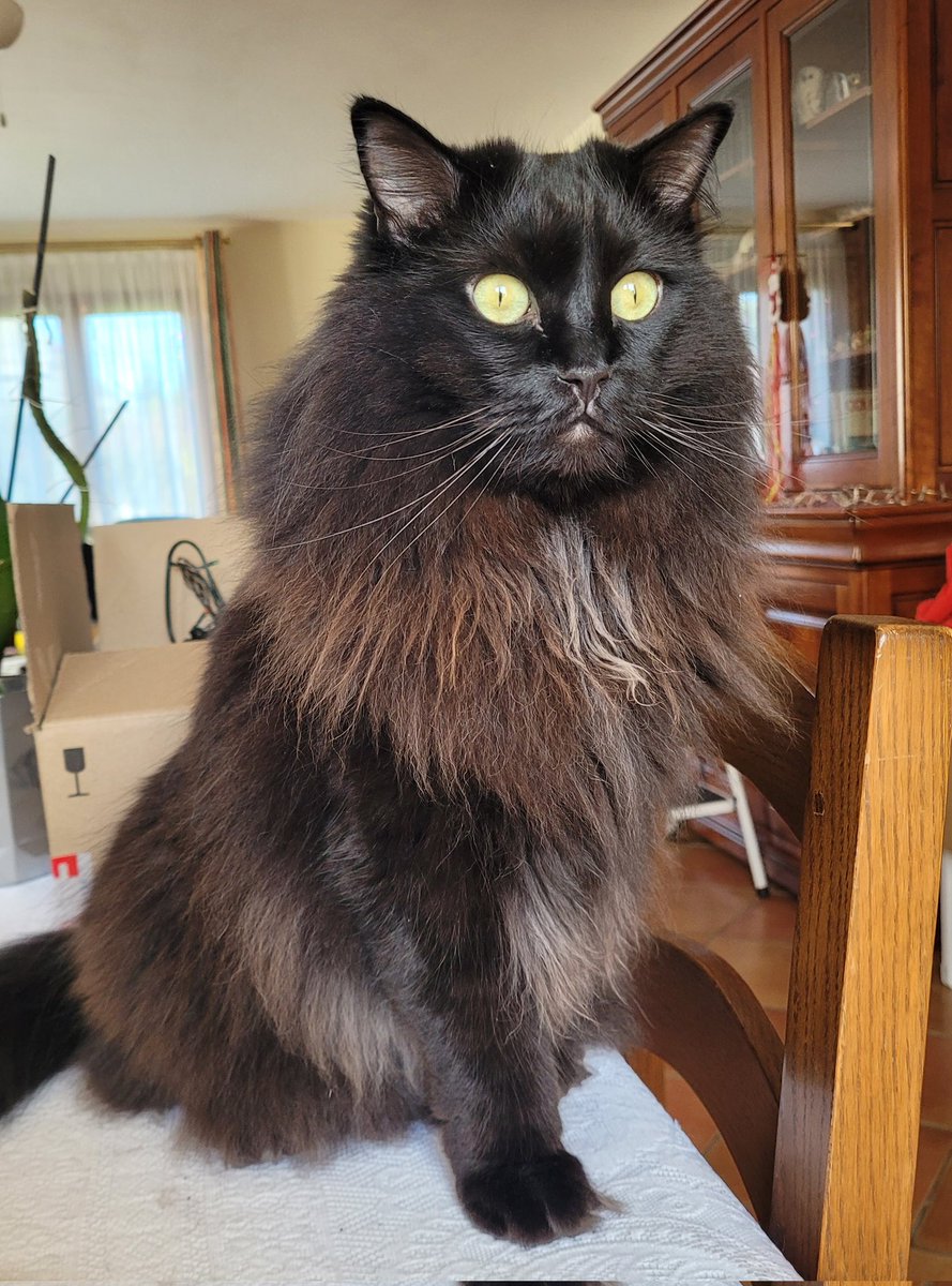 Ouiii! C'est le #FelinFriday! On regarde les pioupiou dans le jardin! <a href="/JamaisMaurice/">Jamais sans Maurice</a>