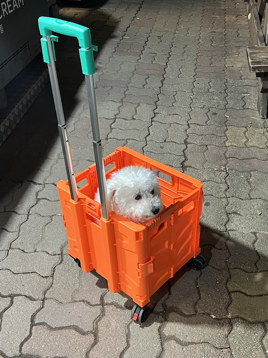 말안듣는 강쥐 당근합니다 🥕
특: 귀여움