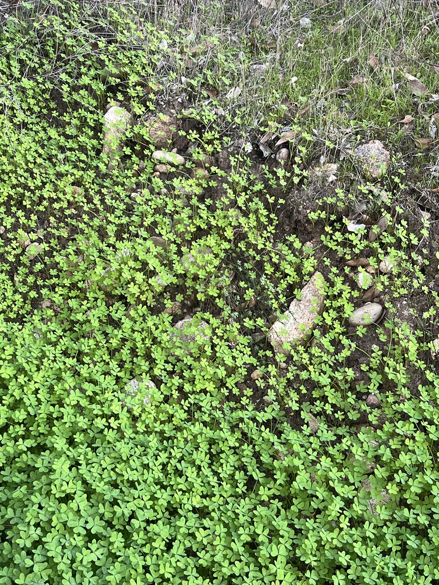 Iisa ♡ tweet media