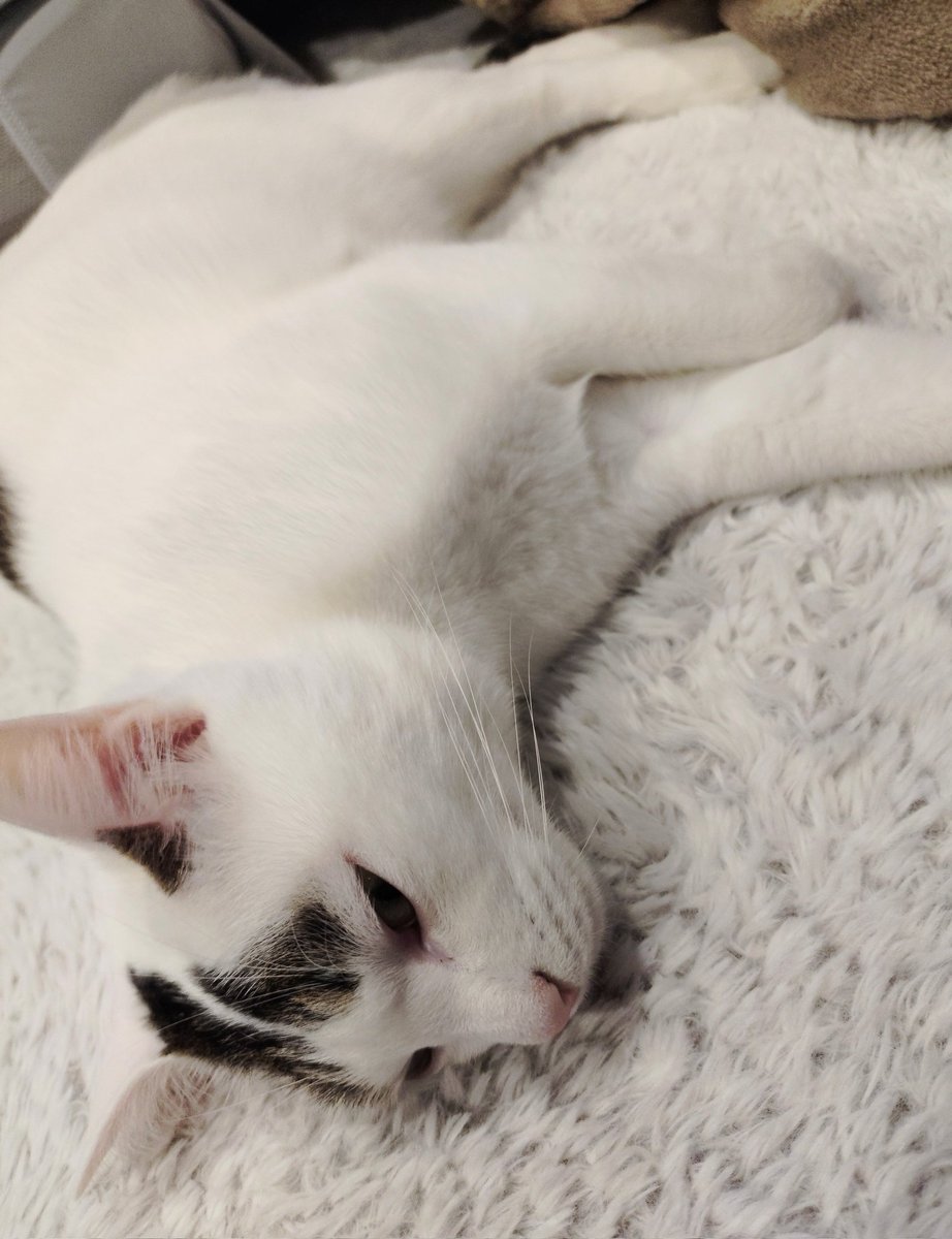 今日はこちらを眺めながら雪見酒するか…。