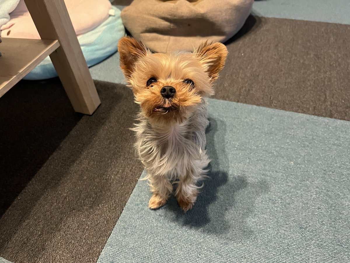 ヨークシャテリア