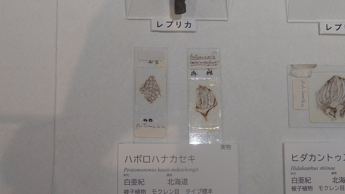 ＃金曜日だから化石貼る
＃FossilFriday
茨城県自然博物館企画展「恐竜とともに生きた生物たち―ぼくらは脇役じゃない―」より、ハボロハナカセキProtomonimia kasai-nakashongii。
鉱物質が染み込んで硬く保存されたので、外形だけでなく内部構造まで綺麗に残されている。