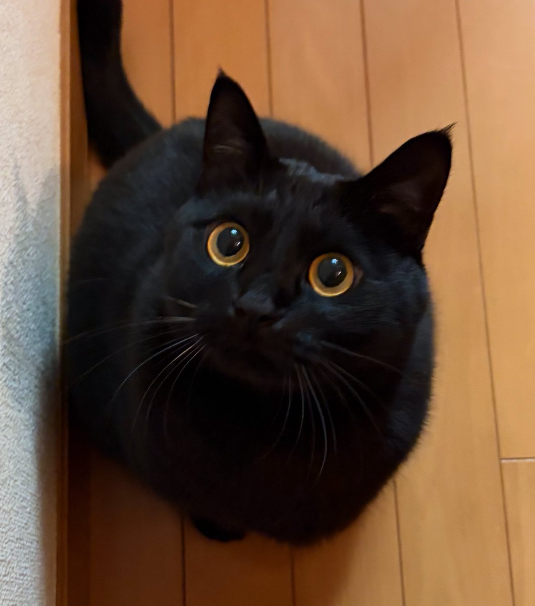 きゅるん。 #黒猫