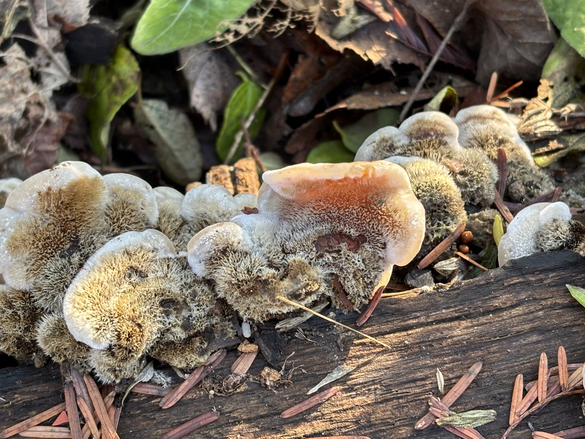 FUNGUS 完売間近！！ Blistered Cup Mold? 4/15/21 New Jersey garden. Un-dyed double